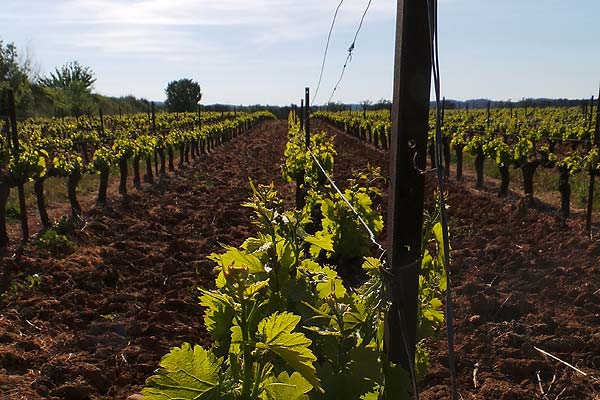 Vigne et vins 